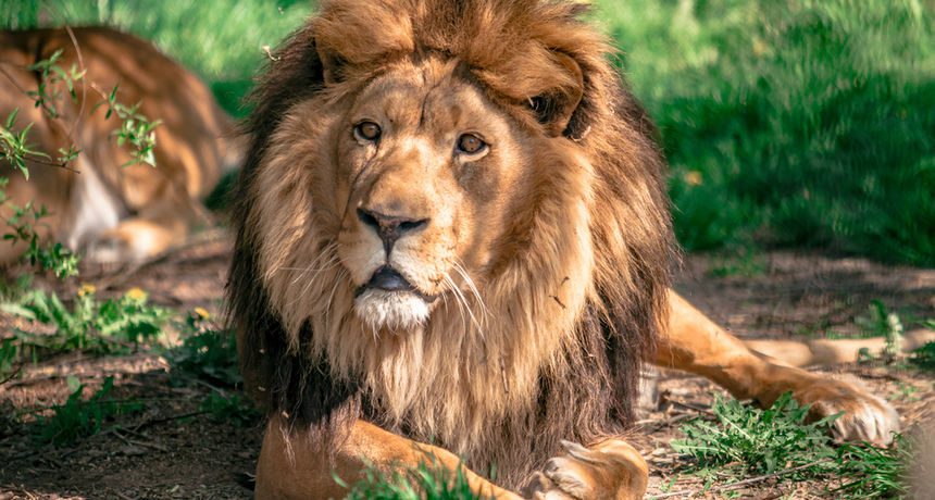 Zoološki vrt Osijek – Oaza Prirode uz Dravu